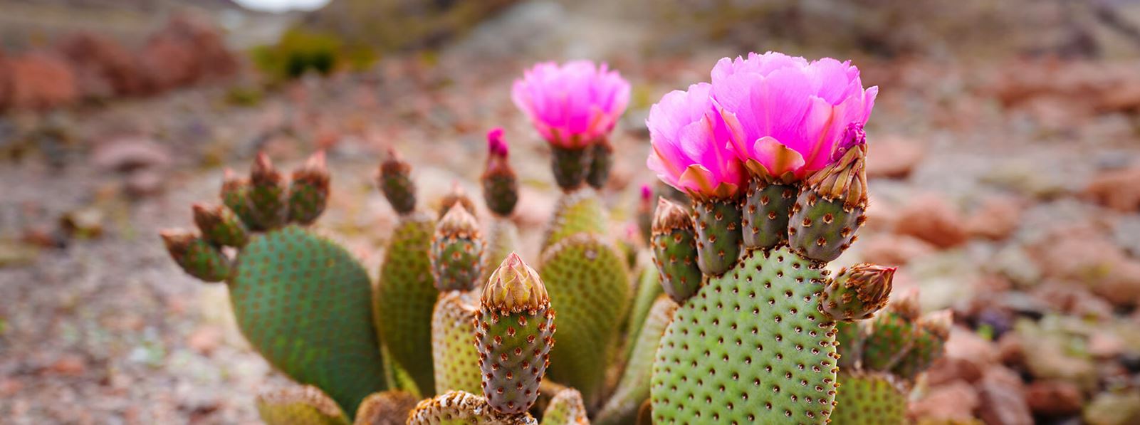 Cactus Phoenix, Arizona